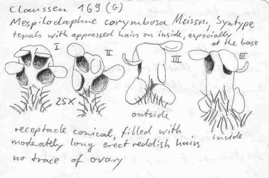 Vorschaubild Mespilodaphne corymbosa Meisn.